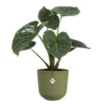 jazz rund 26cm may green (1)